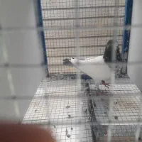 فروش کبوتر