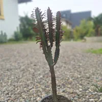 افوربیا قرمز|گل و گیاه طبیعی|شیرود, |دیوار