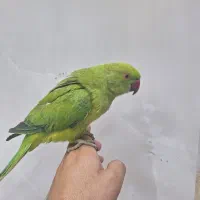 جوجه طوطی ملنگو|پرنده|نسیم‌شهر, |دیوار