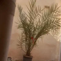 درخت خرما