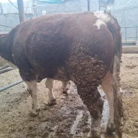 گوساله سیمینتال سوپر چاق