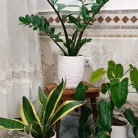 زامفولیاو... با قیمت عالی|گل و گیاه طبیعی|بیرجند, |دیوار