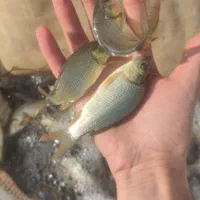 انواع ماهی پرورشی بچه کپور و آمور|ماهی|کرمانشاه, |دیوار