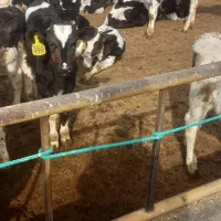 فروش گوساله قطع شیر|حیوانات مزرعه|ساروق, |دیوار