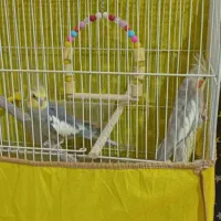 جفت عروس هلندی