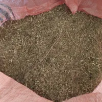 خارشتر تابستانه بادست زده شده