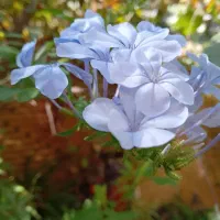 گل وگیاه یاس آبی ،زرد وسفیدخوشبو|گل و گیاه طبیعی|شیراز, شهرک والفجر|دیوار