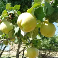 فروش میوه به