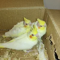 3جوجه عروس هلندی سرلاکی با1جوجه دونخورفول دستی