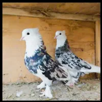 پرنده کبوتر هوای معاوضه کبوتر زمینی