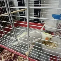 عروس هلندی ۸ ماهه دستی و آروم با قفس و لوازم|پرنده|قم, ناصردیوان|دیوار