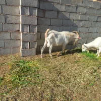 نربز سانن اصل|حیوانات مزرعه|برزک, |دیوار