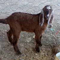 بز و بزغاله|حیوانات مزرعه|گیلان غرب, |دیوار