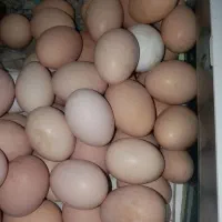 تخم مرغ محلی و نطفه دار