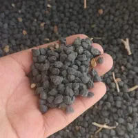 نخود سیاه تازه و زود پز