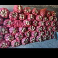 سیب زمینی سانتا وجیلی۱۴۰۲