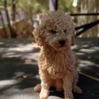 سگ پودل حوله ای