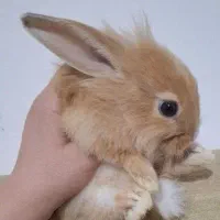 خرگوش های زیبا|موش و خرگوش|قم, جهان بینی|دیوار