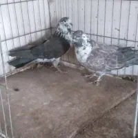 کبوتر پرشی|پرنده|ساری, |دیوار