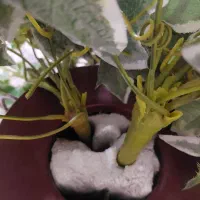 گلدان برگ انجیری|گل مصنوعی|تهران, انبار نفت|دیوار