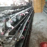 مرغ تخمگذار برای خون و تخم