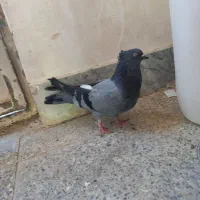 کفتر اصفهانی