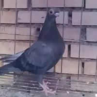 کبوتر زینتی لانگ فیس و تلسکوپی|پرنده|میمند, |دیوار