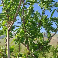 باغ-بادام-سرچنار