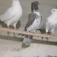 بدون عیب ایراد|حیوانات|نقده, |دیوار