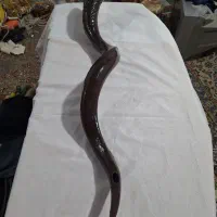 دمام سازی|درام و پرکاشن|برازجان, |دیوار