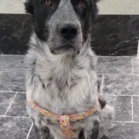 سگ قهدرجانی