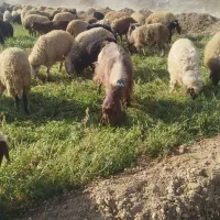 بز پاکستانی