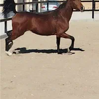 مادیان شش دانگ کرد