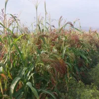 جارو|خدمات باغبانی و درختکاری|کوهدشت, |دیوار