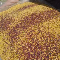 گرده گل  +ژل رویال