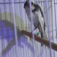 قناری رسمی بلند