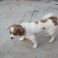 سگ نر پامر|سگ|قم, قلعه صدری|دیوار