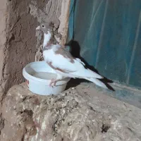 کبوتر|پرنده|کدکن, |دیوار