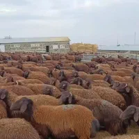 فروش گوسفند زنده‌ امید