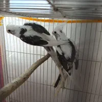یک جفت عروس هلندی خوشگل