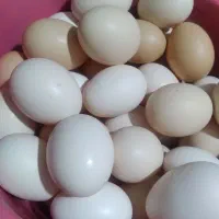 تخم مرغ محلی وتازه