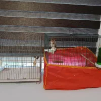 دوتاقفس کاملاسالم|لوازم جانبی حیوانات|ایلام, |دیوار