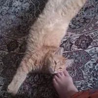 گربه واگذاری ارام وخاص