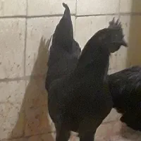 خروس ایام سمایی|حیوانات مزرعه|تهران, تهرانپارس غربی|دیوار