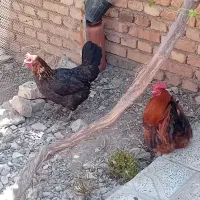 مرغها و خروس و اردک