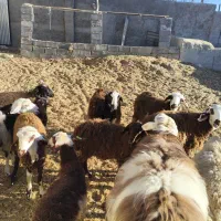 تعداد ده عدد بره داشتی  کله عروس بروجردی