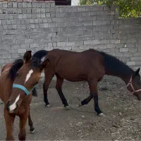 مادیان با کره|اسب و تجهیزات اسبسواری|کوهسار (البرز), |دیوار