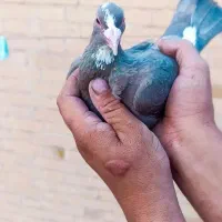 نرماده پلنک|حیوانات|رفسنجان, |دیوار