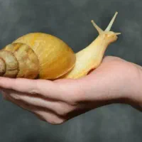 حلزون آفریقایی