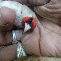 سره آواز خوان|پرنده|بیرجند, |دیوار